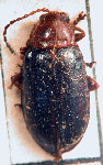  Diphaulaca striata