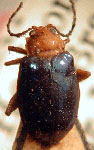  Diphaulaca volkameriae