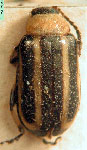  Disonycha argentinensis