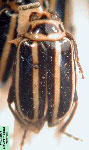  Disonycha prolixa
