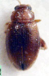  Epitrix argentinensis