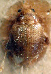  Epitrix parvula
