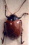  Heikertinyerella augustifrons