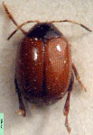  Heikertinyerella platylomina