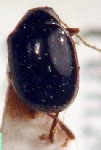  Heikertinyerella rozei