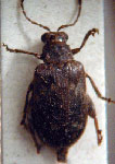  Homotyphus undatus