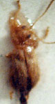  Hypolampsis piperiphaga