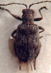  Hypolampsis simoni
