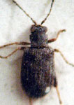 Hypolampsis tympanalis