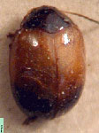  Kippuriphila sp. 1
