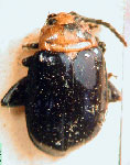  Monomacra argentinensis