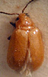  Monomacra nigriceps