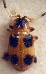  Monomacra varicornis