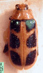  Nephrica sp. 1