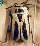  Oedionychus bergi