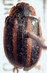  Oedionychus formosus