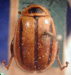 Oedionychus lineolus