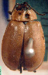  Oedionychus obscuripennis