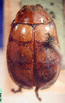  Oedionychus quadrifasciatus