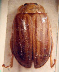  Oedionychus zebratus