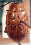  Omophoita annularis