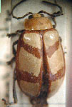  Omophoita oxymetarialis