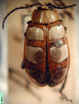  Omophoita sexnotata