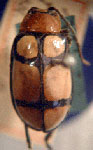  Omophoita trifasciata