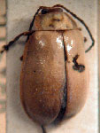  Omophoita unicolor