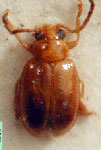  Palaeothona sp. 1
