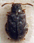  Physimerus sp. 1
