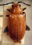  Platiprosopus acutangula