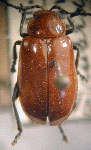  Platiprosopus rubida