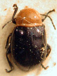  Pogomolpus obscurus 2 ??