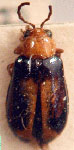  Pseudogona discoidalis