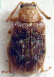  Rhinotmetus bruchi