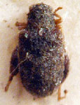  Rhinotmetus sp. 1