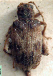  Rhinotmetus sp. 2