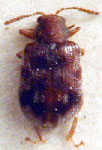  Rhinotmetus sp. 3