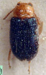  Trichaltica saltensis