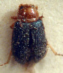  Trichaltica setipennis