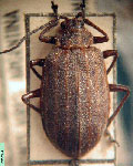  Galerucella obliterata