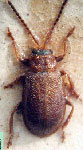  Galerucella tenella