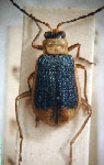  Trirhabda sp. 1
