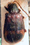  Diabrotica amoena