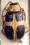  Diabrotica borrei