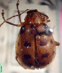  Diabrotica limbata