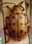  Diabrotica nigropunctata