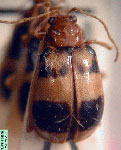  Diabrotica quadriplagiata