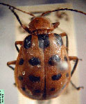  Diabrotica quindecinpunctata